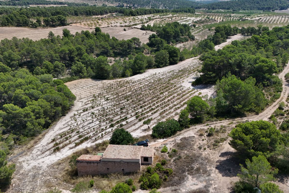 costa cellar